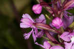 Small purple fringed orchid <BR>Lesser purple fringed orchid